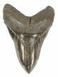 Serrated, Megalodon Tooth - Beautiful Lower #58472-1